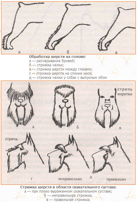 Схемы стрижки собак разных пород
